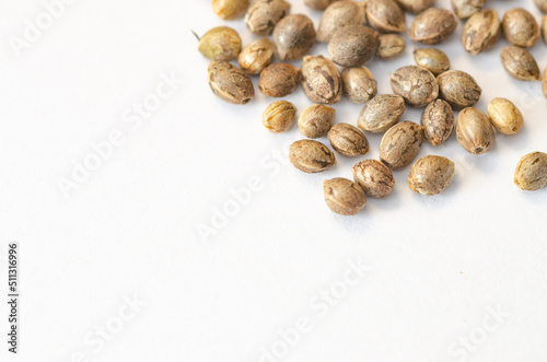 carefully selected cannabis seeds on white background