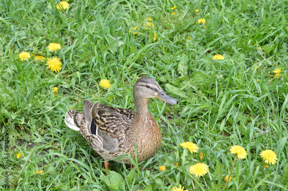 Closeup of a female duck Closeup of a female duck
