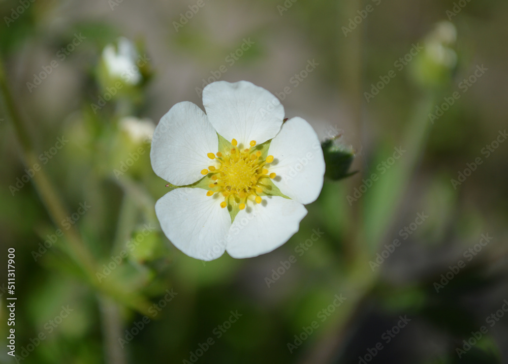 custom made wallpaper toronto digitalCloseup of a small white flower