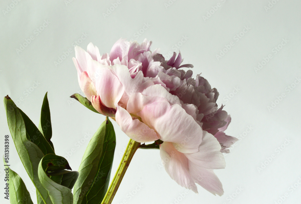 Obraz premium Closeup of a light pink peony flower