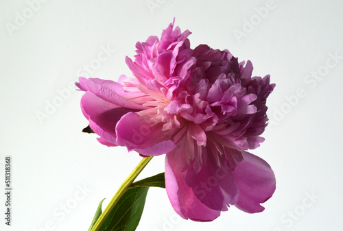 Fototapeta Naklejka Na Ścianę i Meble -  Closeup of a magenta peony flower 