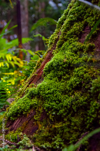 close up  forest  verdant  ferns  green  bryophytes