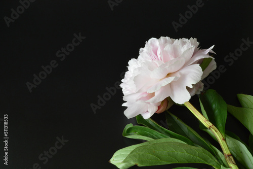 Light pink peony flower on the table