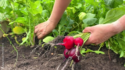 Person harvesting radishes from a veggie bed. lose-up of women handsn harvesting radishes in garden photo