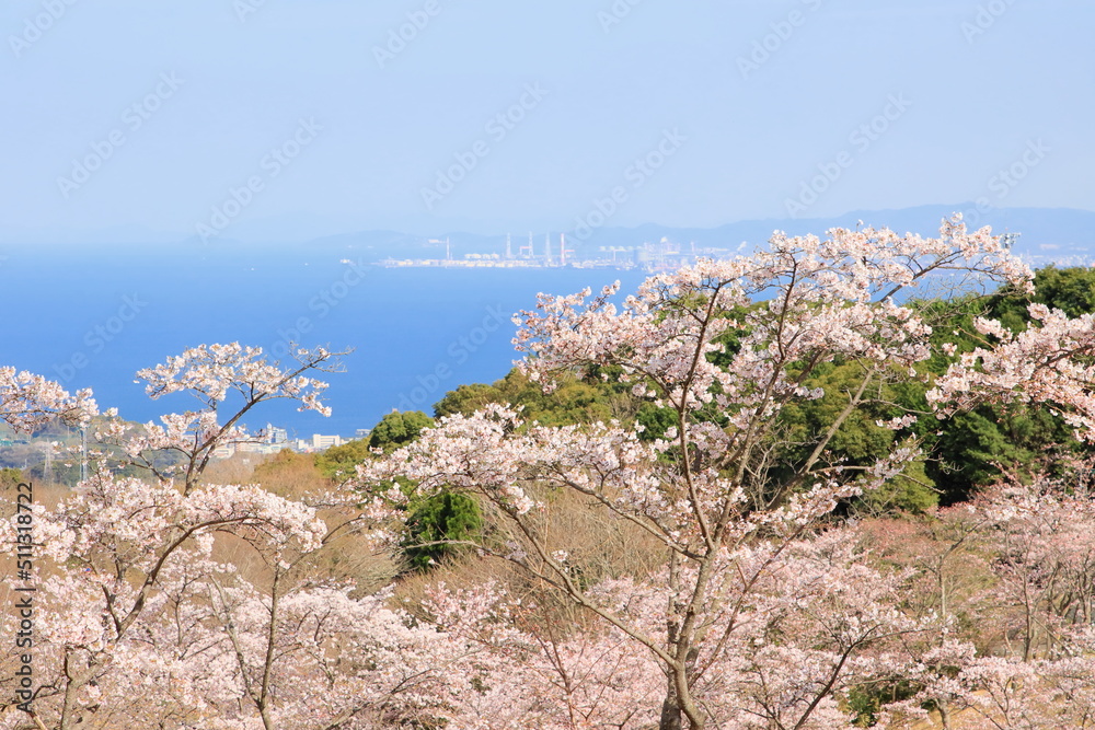 桜と海辺の街