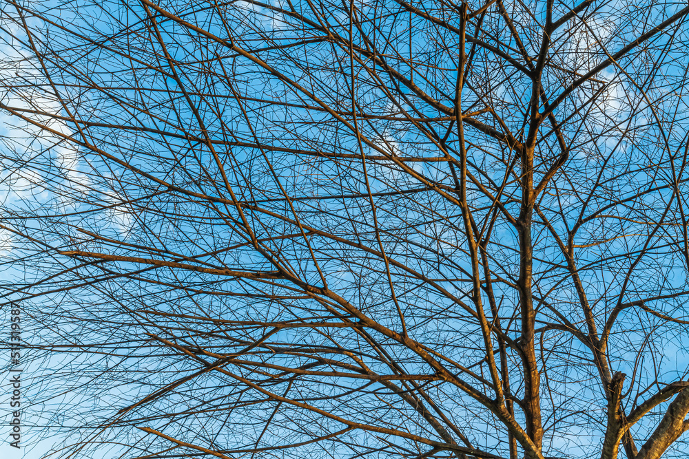 Obraz premium Trees are left with branches Silhouettes of trunks and branches a meadow soil in a rice field with fluffy clouds blue sky daylight background.
