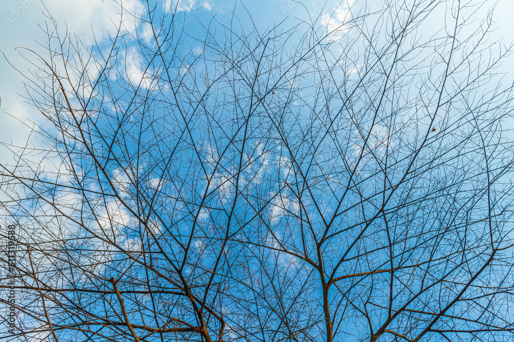 Trees are left with branches Silhouettes of trunks and branches a meadow soil in a rice field with fluffy clouds blue sky daylight background. Trees are left with branches Silhouettes of trunks and branches a meadow soil in a rice field with fluffy clouds blue sky daylight background.