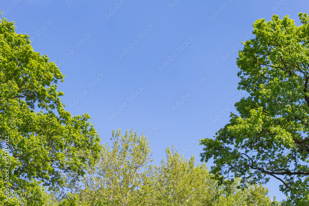 oak against the sky oak against the sky