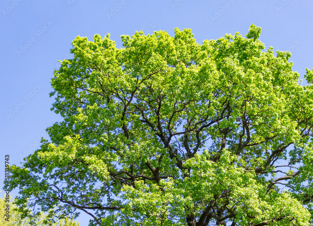 oak against the sky oak against the sky