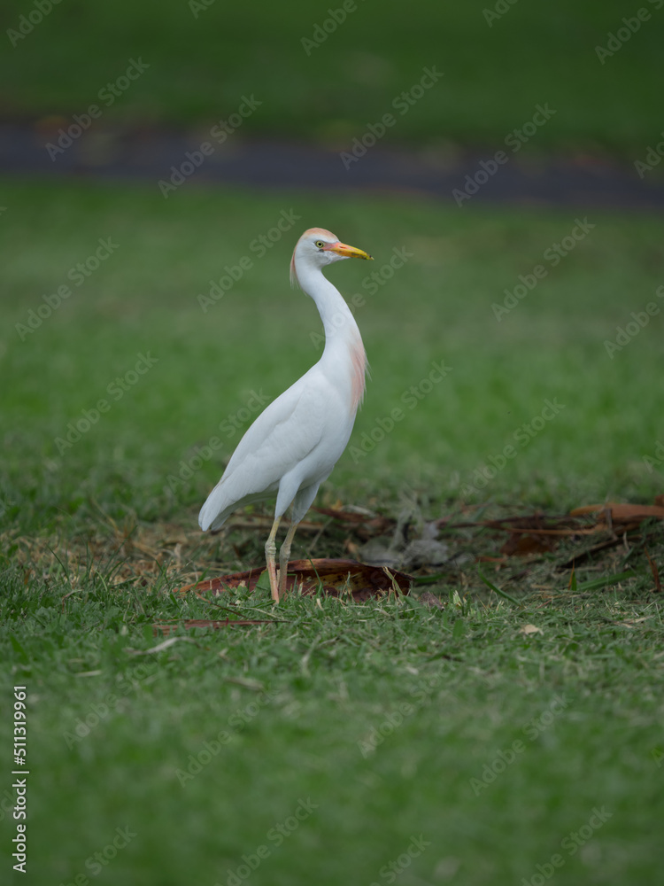 cattle egret cattle egret