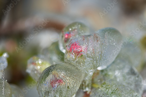 Frozen Apple Trees, covered by Ice in Spring. Frost protection irrigation.