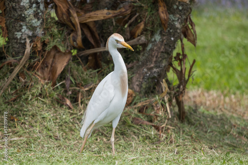 cattle egret