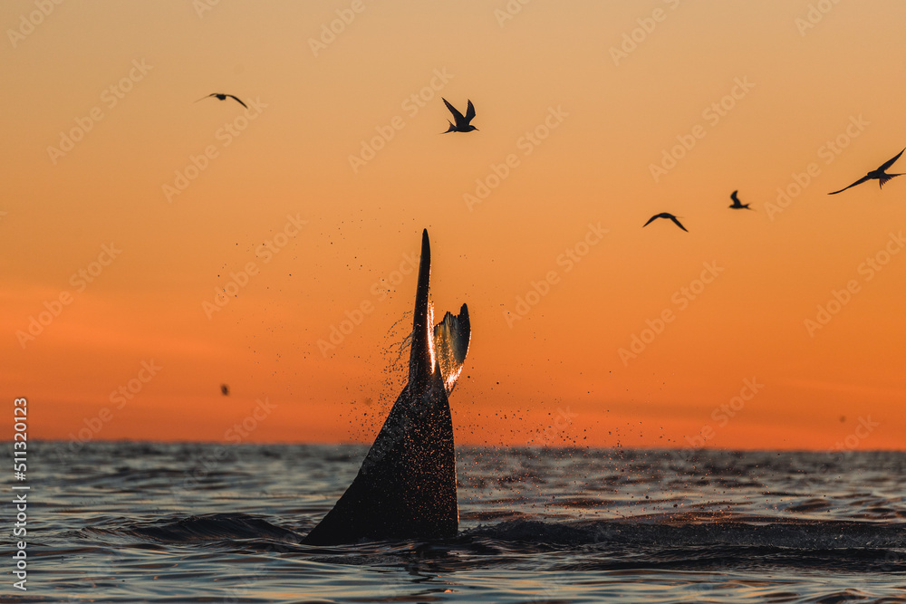 Naklejka premium Humpback whale breaching and lob tailing during the never ending sunset around Iceland, in summer time on the feeding grounds
