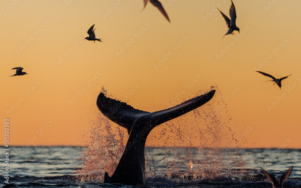 Fototapeta premium Humpback whale breaching and lob tailing during the never ending sunset around Iceland, in summer time on the feeding grounds