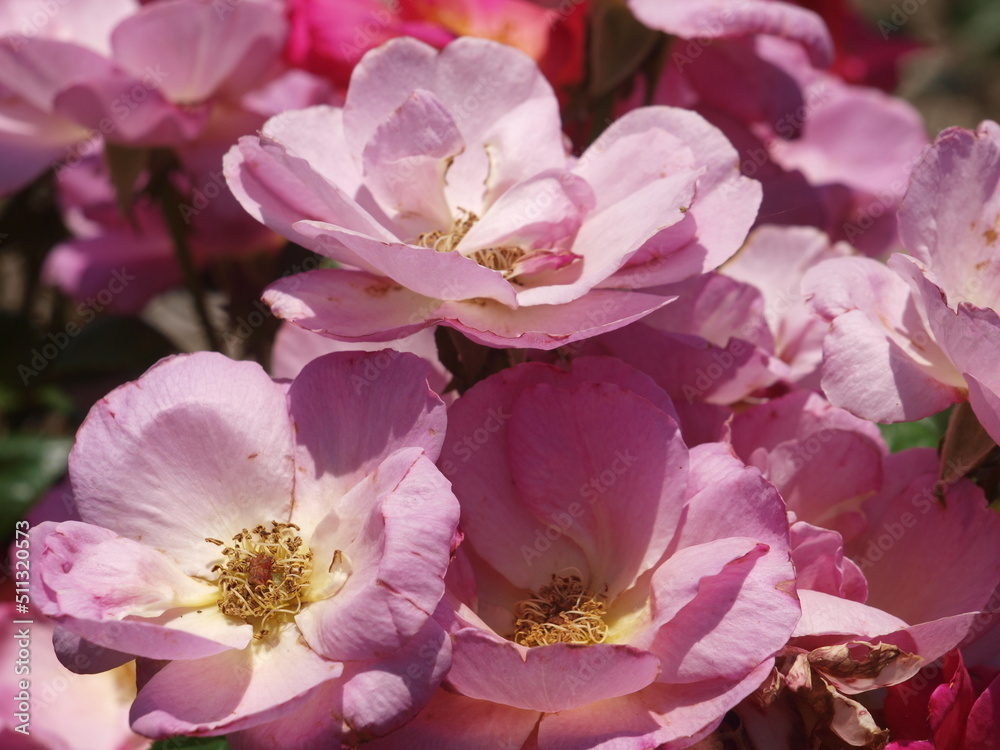 Φωτογραφία Shelf Life of beautiful blooms in a rose garden are being cut short  due to an early heat wave of mid 90s to a sting of 100 degree heat