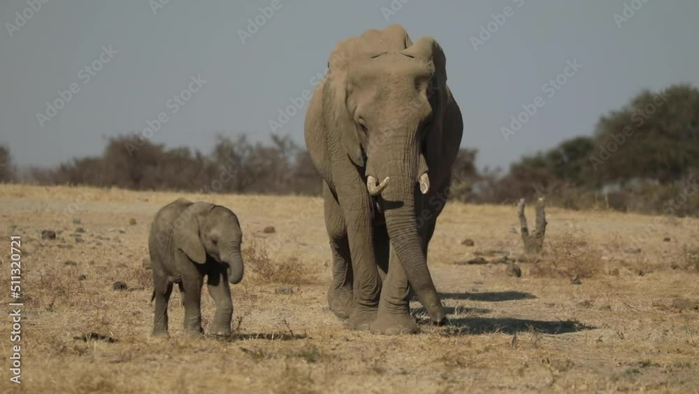 Wide shot of a cute baby elephant leading the herd, Mashatu Botswana. Wide shot of a cute baby elephant leading the herd, Mashatu Botswana.
