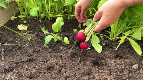 Person harvesting radishes from a veggie bed. lose-up of women handsn harvesting radishes in garden photo