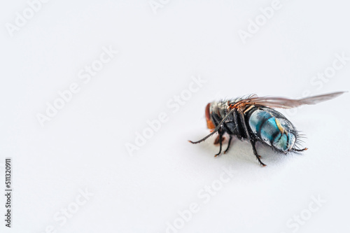 The domestic spit fly (Calliphora vomitoria) is a species of insect in the family Calliphoridae. Strongly pubescent on the back part. Belly blue, metallic shiny - damaged eye and slit back