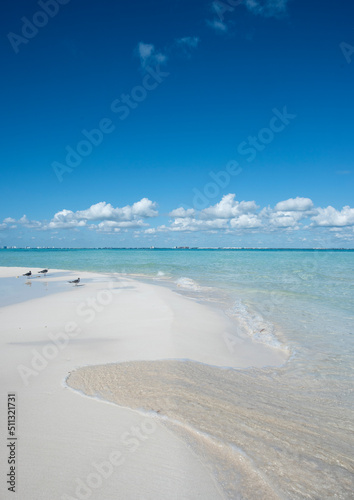 Vertical view of a deserted beach of Isla Mujeres, with baby birds resting on the sand. Mexico view of a deserted beach at Isla Mujeres, with seabirds resting on the sand. Mexico