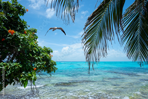 Coconut palm leaves of a tropical island with a seagull flying against the blue sky - Summer  vacation  nature  travel