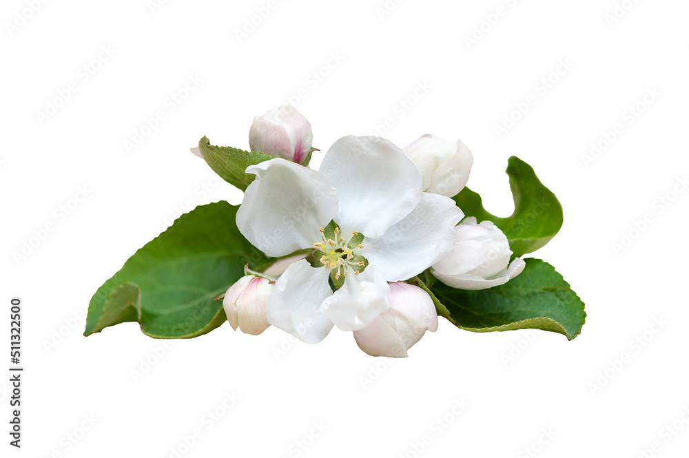 Obraz premium White apple tree flower isolated on white background