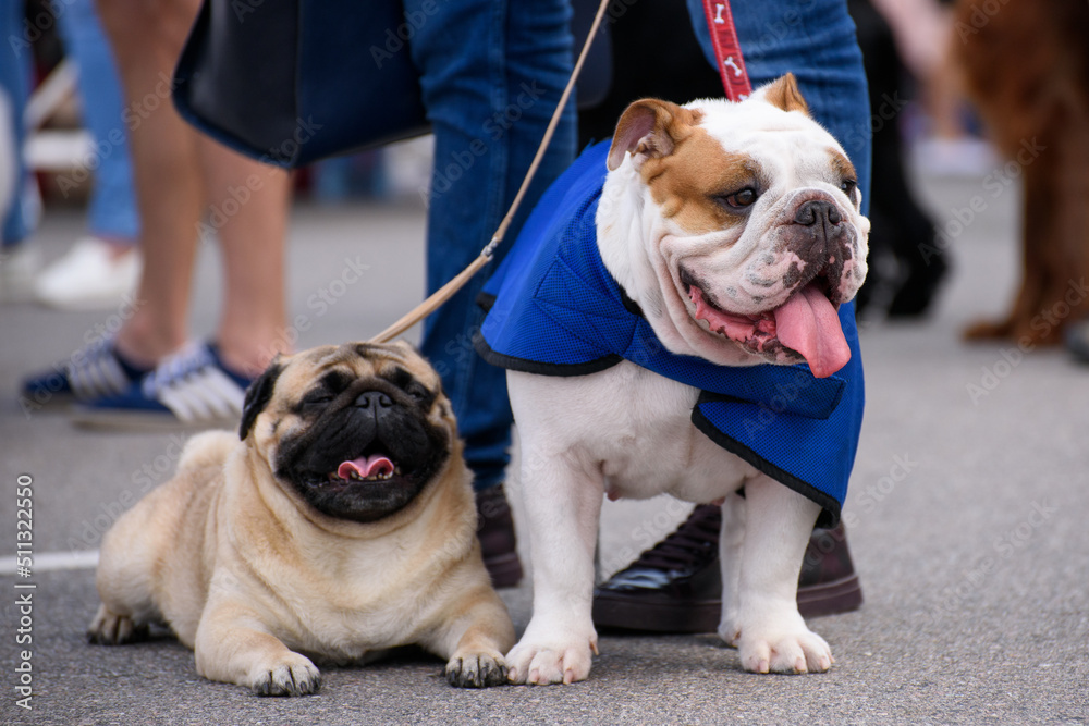 The pug is lying, an English bulldog in a blue cape is standing next to it. Close-up.