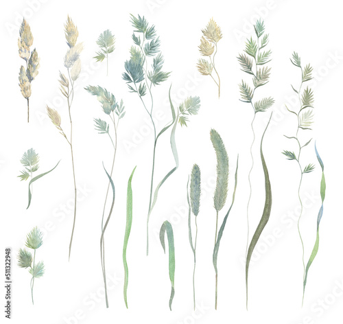 Set of meadow and field herbs in watercolor