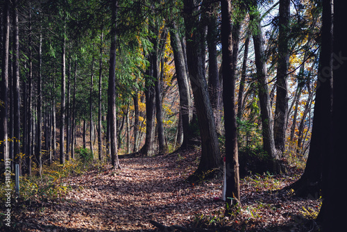 forest in autumn
