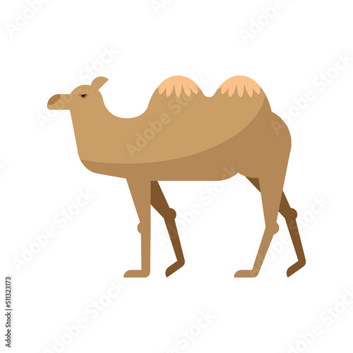 dromedary desert animal