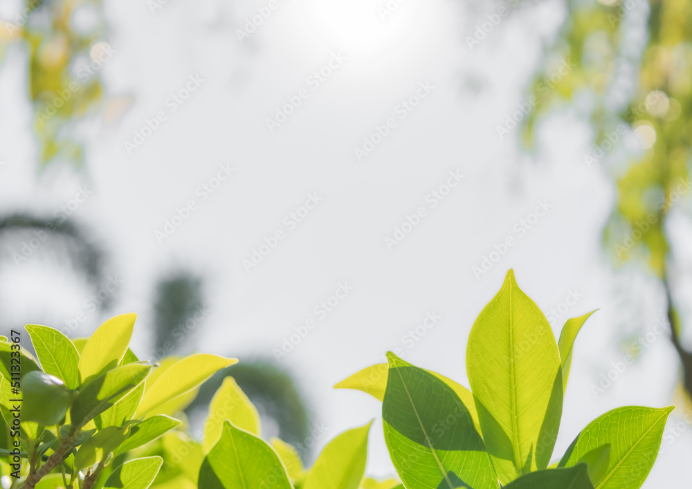 Obraz premium Green leaves with sunlight and blurred background in summer season