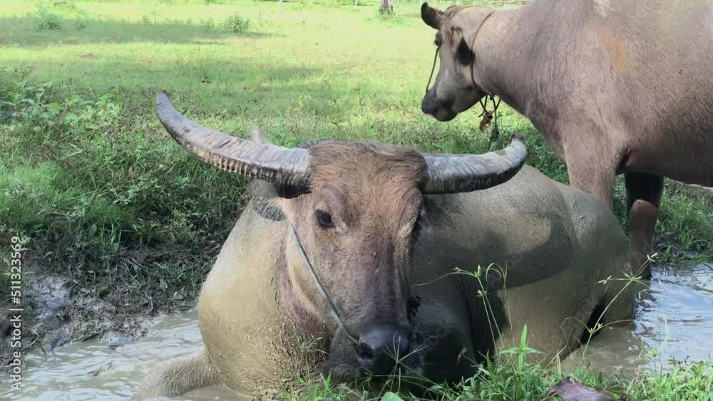 buffalo wallowing in the mud