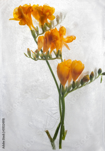 frozen flower