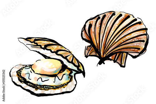 「帆立貝（ほたてがい）」の手書きイラスト（筆書き墨絵風）