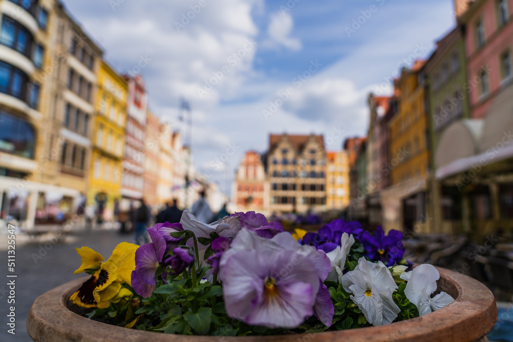 Flowers in flowerbed on blurred street in Wroclaw