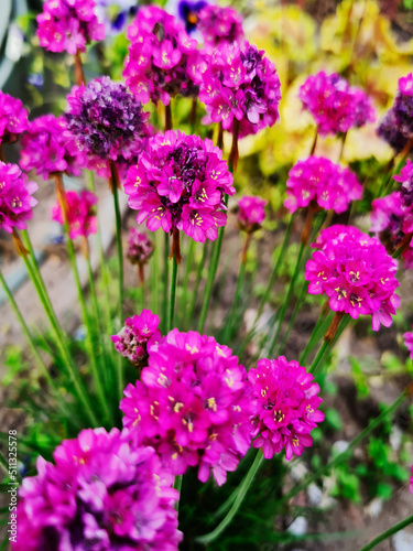 armeria primorskaya flower of small bright lilac flowers form a circle on a green stem stem blooms in summer grows as a shrub