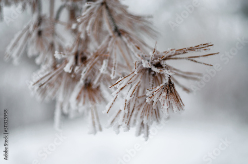 snow-covered pine branch