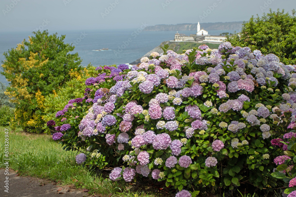 Obraz premium Pink and purple hydrangea macrophylla or hortensia shrubs