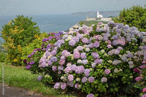 Pink and purple hydrangea macrophylla or hortensia shrubs photo