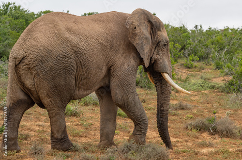 Elefante im Naturreservat Addo Elephant National Park S  dafrika