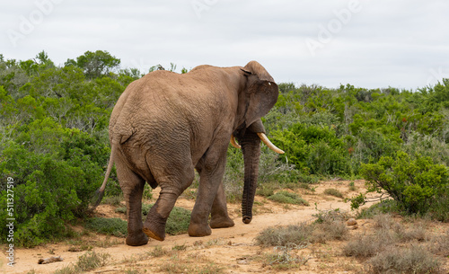 Elefant im Naturreservat Addo Elephant National Park S  dafrika
