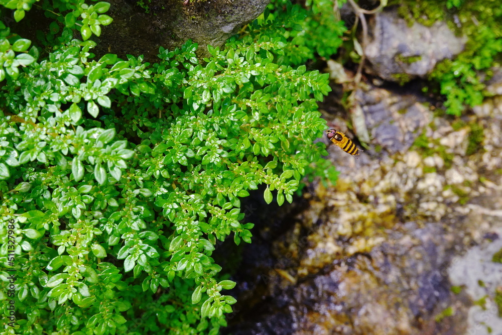 The plant moss in macro wet green land 