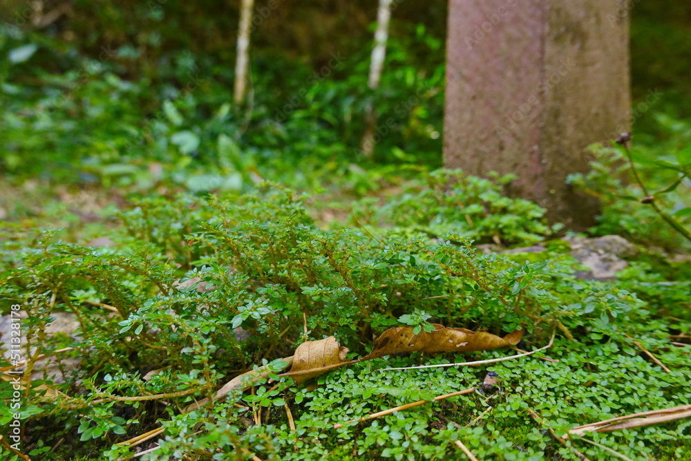 Obraz premium The plant moss in macro wet green land