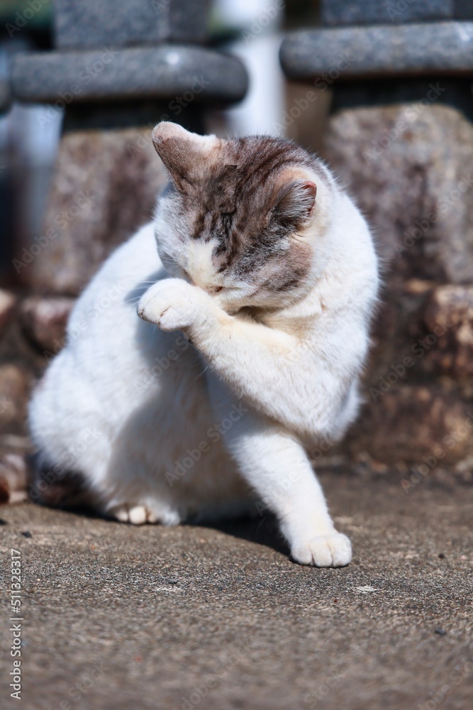 Obraz premium のんびり過ごしている可愛い野良猫