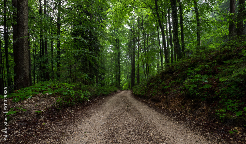 Forest road on a rainy day