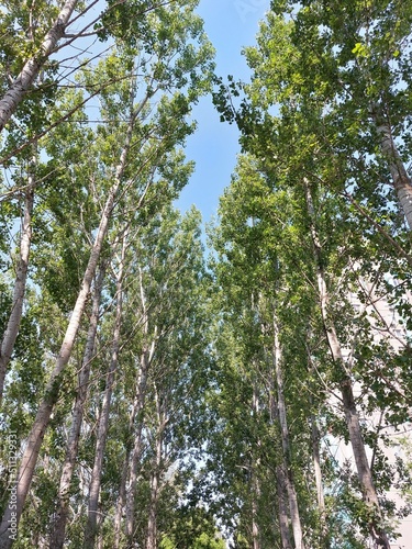 Tall green poplars against a blue sky. A small forest with large trees