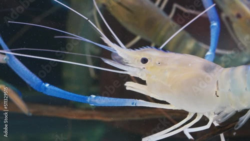 Close up of shrimp walking in water. Giant river prawn or giant freshwater prawn (Macrobrachium rosenbergii) in macro