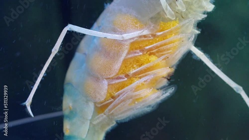 Macro of Shrimp eggs. Close up of pregnant shrimp swimming and floating in water. Giant river prawn or giant freshwater prawn (Macrobrachium rosenbergii)