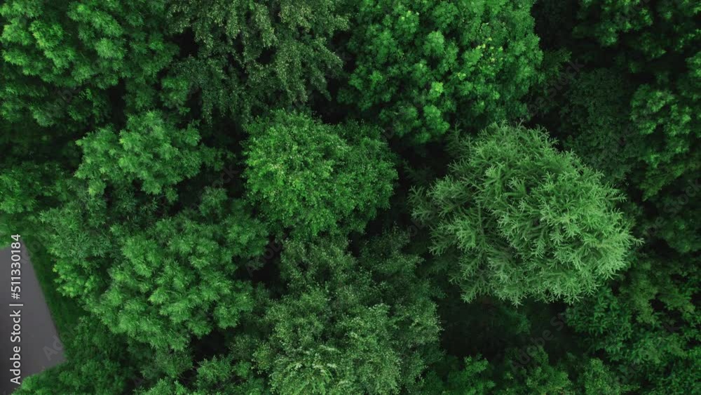 Top down aerial of the trees in park in windy weather, 4k Top down aerial of the trees in park in windy weather, 4k