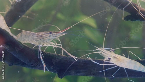 Close up of two shrimp standing still on branch tree in water. Giant river prawn or giant freshwater prawn larvae (Macrobrachium rosenbergii) in macro