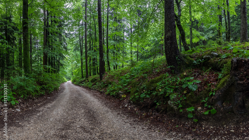 Forest road on a rainy day